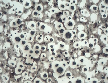 Laboratório de Ensaio Metalográfico